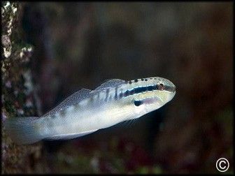 Amblygobius bynoensis