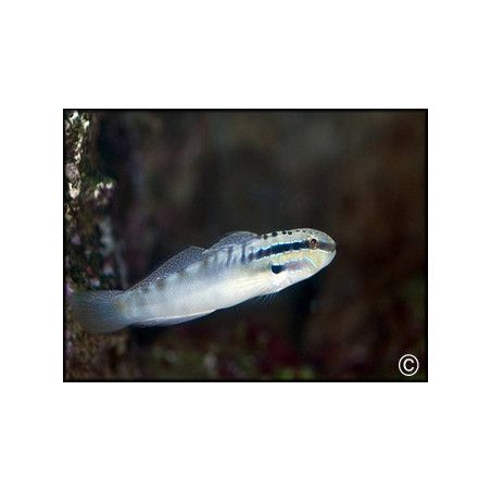 Amblygobius bynoensis