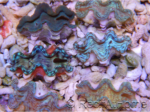 Tridacna squamosa Bleu vert 5-6 cm
