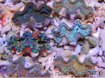 Tridacna squamosa Bleu vert 5-6 cm