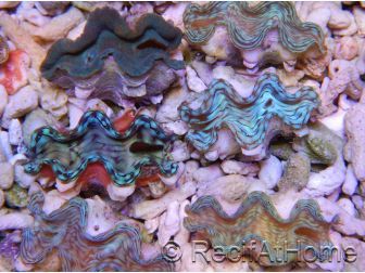 Tridacna squamosa Bleu vert 5-6 cm