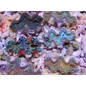 Tridacna squamosa Bleu vert 5-6 cm