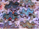 Tridacna squamosa Bleu vert 5-6 cm