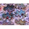 Tridacna squamosa Bleu vert 5-6 cm