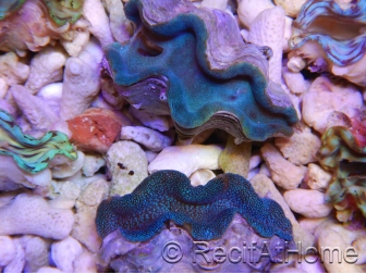Tridacna squamosa Bleu vert 5-6 cm