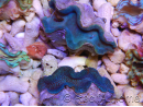 Tridacna squamosa Bleu vert 5-6 cm