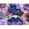 Tridacna squamosa Bleu vert 5-6 cm
