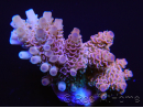 Acropora Hyacintus pink