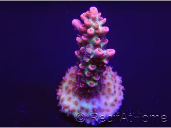 Acropora microclados Strawberry Shortcake 