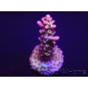 Acropora microclados Strawberry Shortcake 