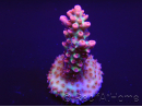 Acropora microclados Strawberry Shortcake 