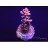 Acropora microclados Strawberry Shortcake 
