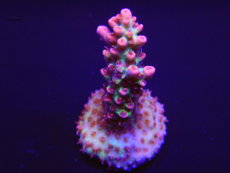 Acropora microclados Strawberry Shortcake 