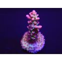 Acropora microclados Strawberry Shortcake 