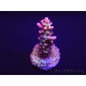 Acropora microclados Strawberry Shortcake 