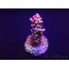 Acropora microclados Strawberry Shortcake 