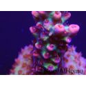 Acropora microclados Strawberry Shortcake 