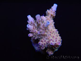 Acropora sp Pink hairy monster