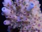 Acropora sp Pink hairy monster