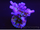 Acropora tortuosa tricolor 