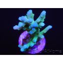 Acropora Turaki hawkins