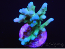 Acropora Turaki hawkins