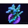 Acropora Turaki hawkins