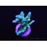 Acropora Turaki hawkins