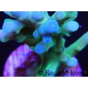 Acropora Turaki hawkins