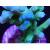 Acropora Turaki hawkins