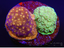 Pavona maldivensis FluoroVSGreen