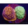 Pavona maldivensis FluoroVSGreen