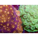 Pavona maldivensis FluoroVSGreen