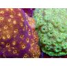Pavona maldivensis FluoroVSGreen