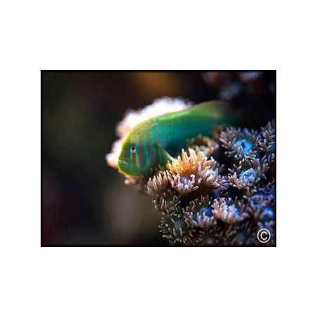 Gobiodon histrio
