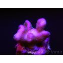 Stylophora pistilata Fidji rose S