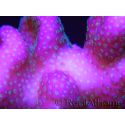 Stylophora pistilata Fidji rose S