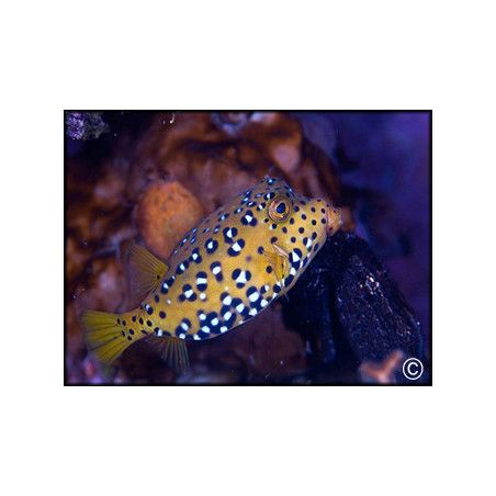 Ostracion cubicus