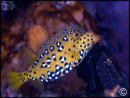Ostracion cubicus