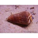 Strombus luhuanus