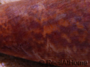 Strombus luhuanus