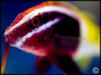 Parupeneus barberinoides
