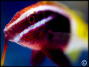 Parupeneus barberinoides