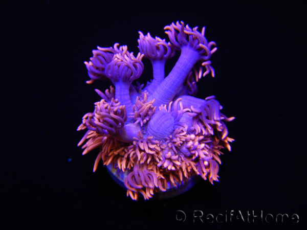 RAH  Goniopora stokesi Easy Gin 
