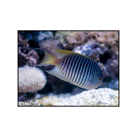 Genicanthus melanospilos mâle