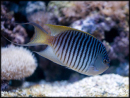 Genicanthus melanospilos mâle