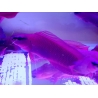 Pseudochromis fridmani  Ultra Elevage France EcoReef CB 