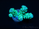 Acropora sarmentosa Gold
