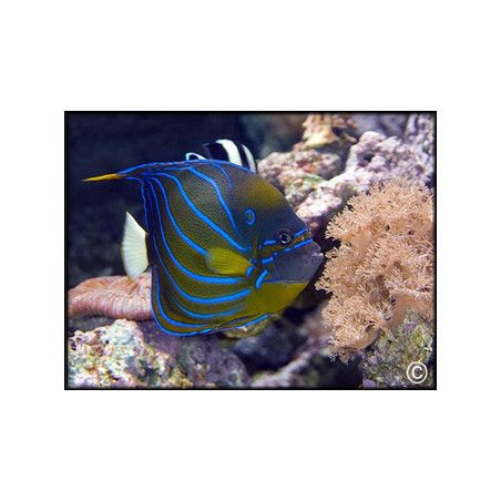 Pomacanthus annularis