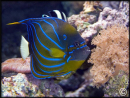 Pomacanthus annularis